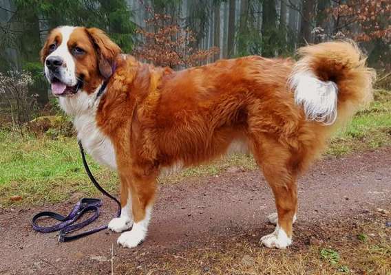 Berner Sennen-Beitrag-Bild