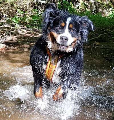 Die Dogorama-Wochen-Challenge "Die schönste Grimasse"-Beitrag-Bild