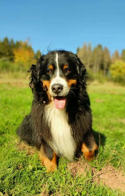 Berner Sennen-Beitrag-Bild