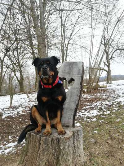 Tierschutzhund ist meine Lieblingsrasse-Beitrag-Bild