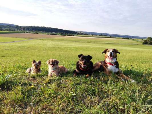 Bester Freund, Hundekumpel - zeigt her!-Beitrag-Bild