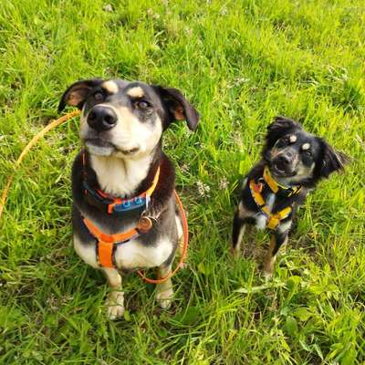 Hundetreffen-Gassikumpel für ängstliche Hündin gesucht-Bild