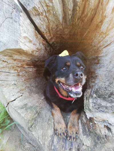 Rottweiler/-Mischlinge-Beitrag-Bild