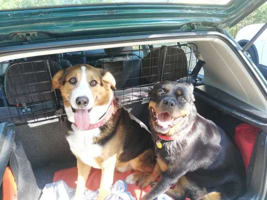 Bester Freund, Hundekumpel - zeigt her!-Beitrag-Bild