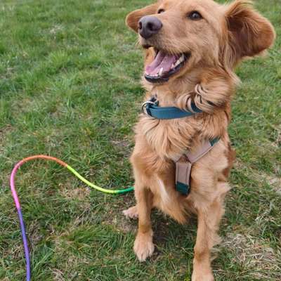 Hundetreffen-Gassi Buddy gesucht! 🐶✨-Bild