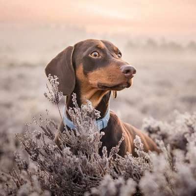 Hundetreffen-Trainingspartner gesucht-Bild
