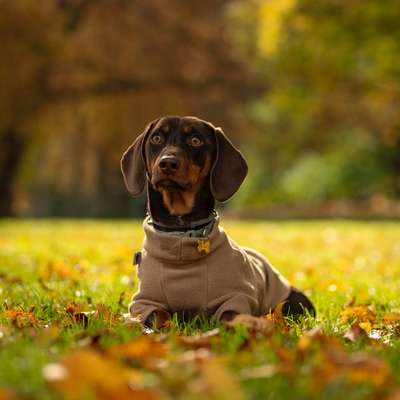 Hundetreffen-Spiele Runde-Bild