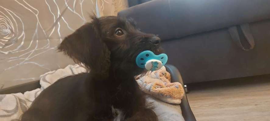 Challenge Nr. 20 - Mein Hund, der Dieb-Beitrag-Bild