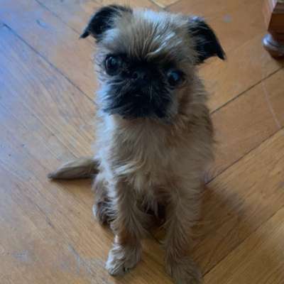 Hundetreffen-Kleine Hunde Treff im Grünwaldpark-Bild