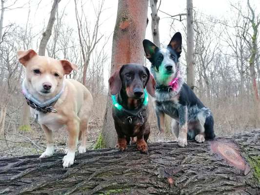 Hundetreffen-Frühe Frühaufsteher gesucht-Bild