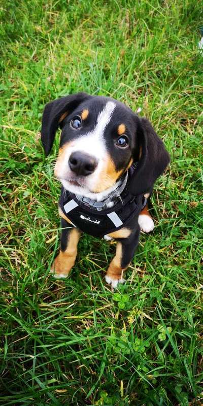 Welpen Bilder !-Beitrag-Bild