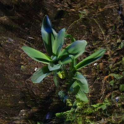 Giftköder-Giftpflanzen-Bild