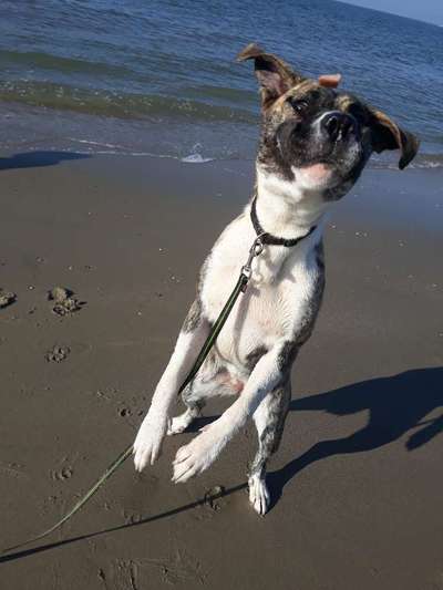 Die Dogorama Kalender Challenge Titelbild-Beitrag-Bild