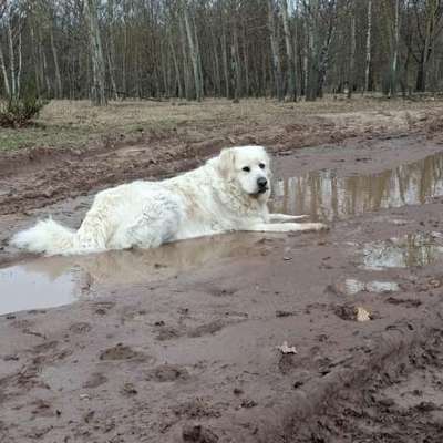 Hundetreffen-Spielen-Bild