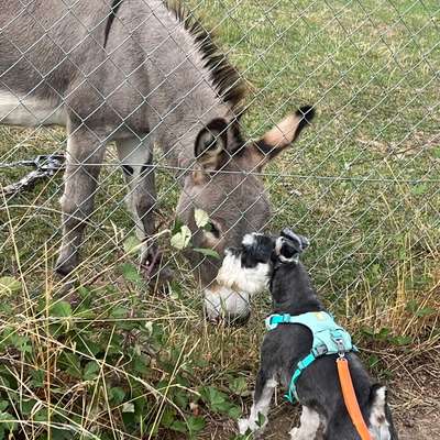 Hundetreffen-Find friend for Mickey boy-Bild