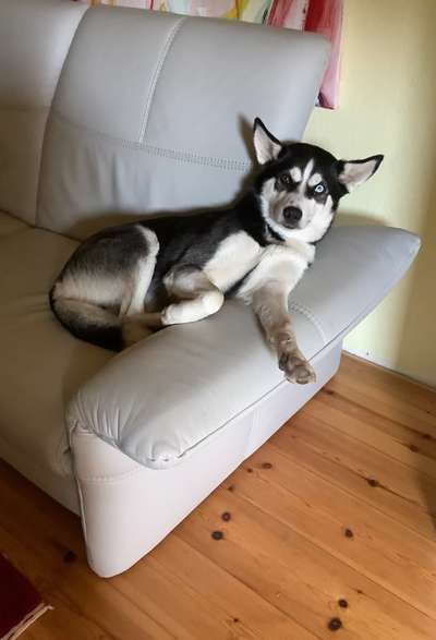 Husky-Beitrag-Bild