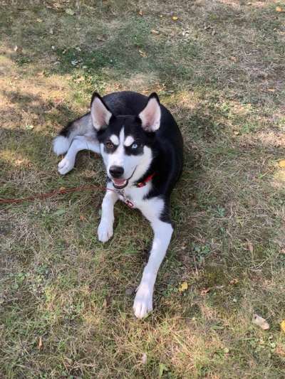 156. Fotochallenge *** DEIN HUND UND DIE WUNDERSCHÖNEN WOLKEN ***-Beitrag-Bild