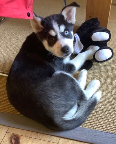 Welpen Bilder !-Beitrag-Bild