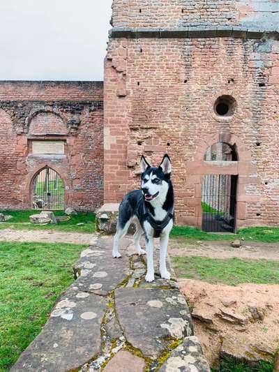 156. Fotochallenge *** DEIN HUND UND DIE WUNDERSCHÖNEN WOLKEN ***-Beitrag-Bild
