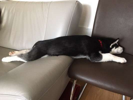 Zeigt mir die lustigsten Schlafpositionen eurer Fellnasen-Beitrag-Bild