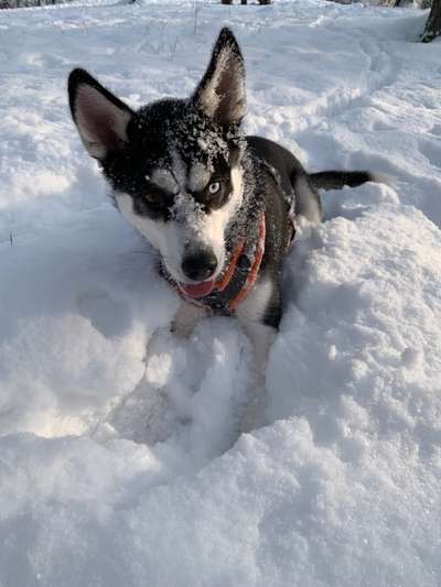 Husky-Beitrag-Bild