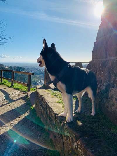 Reisen mit Hund – Eure Erfahrungen und Tipps! 🐾☀️-Beitrag-Bild