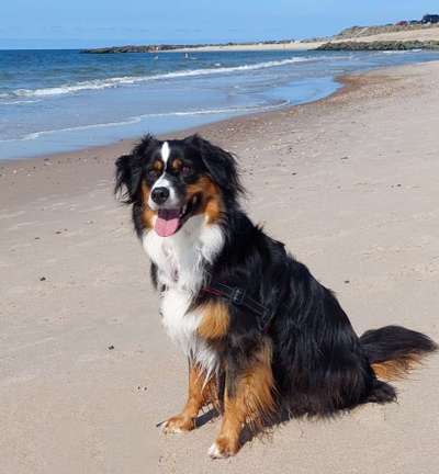 Dogorama Photo Challenge - Tierischer Urlaub-Beitrag-Bild