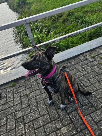 Hundetreffen-Sozialparntner-Bild