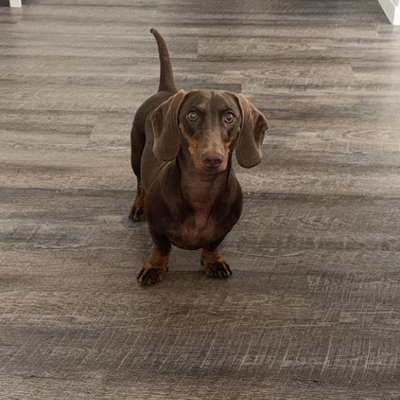 Hundetreffen-Wir bieten an bei uns zuhause , Hunde für ein paar h zu nehmen-Bild