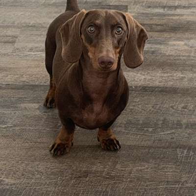 Hundetreffen-Spielerunde und Social Walk-Bild