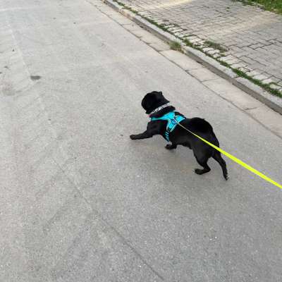 Hundetreffen-Gassi und Betreuung-Bild