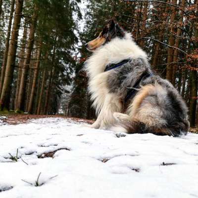 Dogorama Photo Challenge - die ersten Frühjahrsblumen-Beitrag-Bild