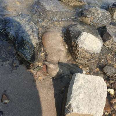 Giftköder-Totes Schaf am Wasser-Bild