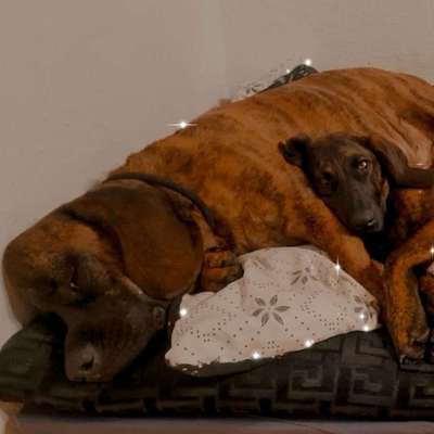 Hundetreffen-Gemütliche Kennenlern und Spielrunde am Katharinenberg