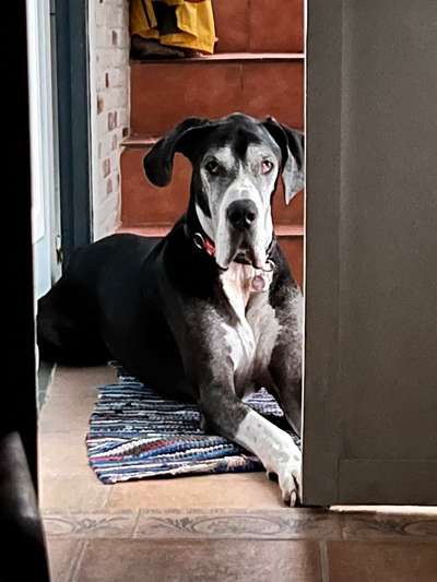 Deutsche Doggen Besitzer zeigt euch-Beitrag-Bild