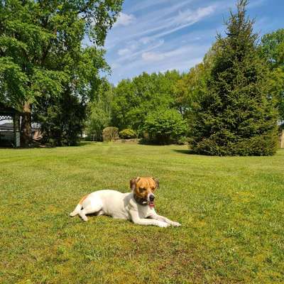 Hundetreffen-Gassi- und Spielerunde nähe Quickborn-Bild