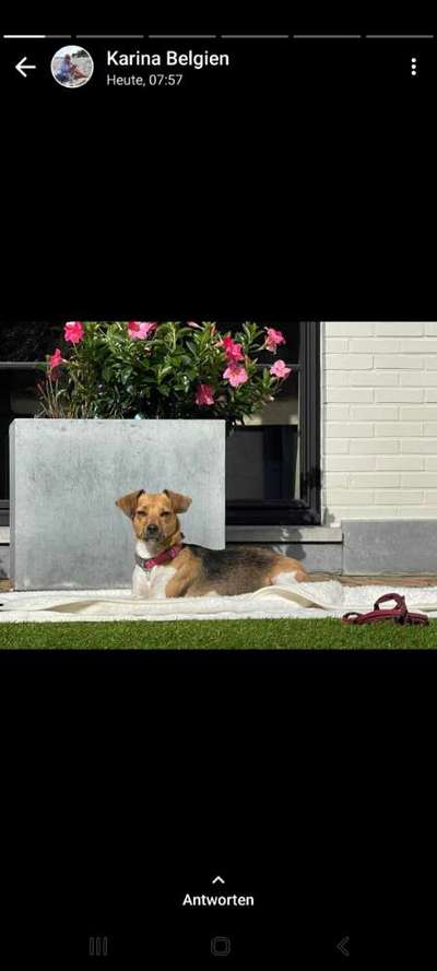 Wo sind die Jack und Parson Russell Terrier?-Beitrag-Bild