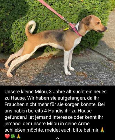 Wo sind die Jack und Parson Russell Terrier?-Beitrag-Bild