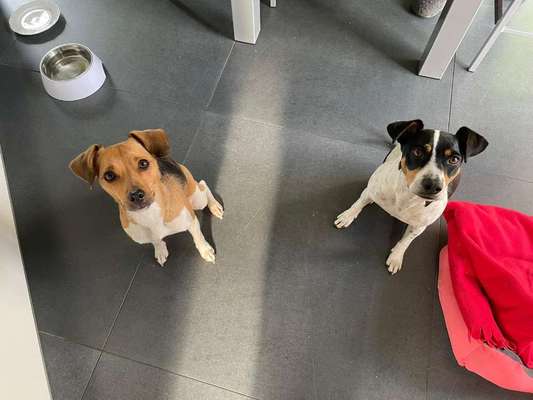 Wo sind die Jack und Parson Russell Terrier?-Beitrag-Bild