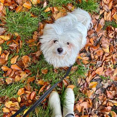 Hundetreffen-Spaziergänge & Spielen-Bild