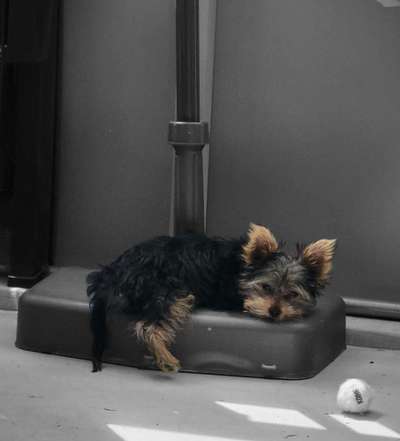 FOTO-Challenge  NR. 91: Die pure Entspannung-Beitrag-Bild