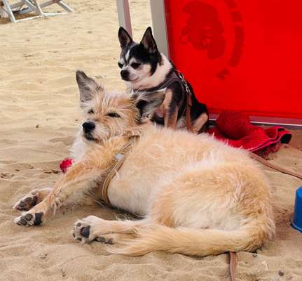 Hundetreffen-Gemeinsame Spaziergänge-Bild