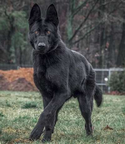 Schwarze deutsche Schäferhunde-Beitrag-Bild