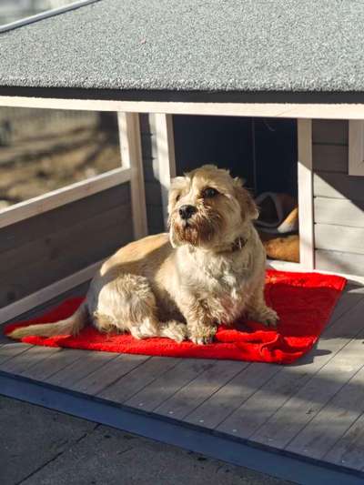 Tierschutzhunde suchen ein Zuhause-Beitrag-Bild