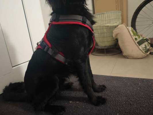 Wie sitzt mein Geschirr?-Beitrag-Bild