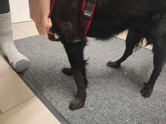 Wie sitzt mein Geschirr?-Beitrag-Bild