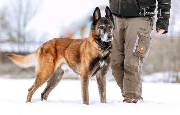 Malinois-Beitrag-Bild