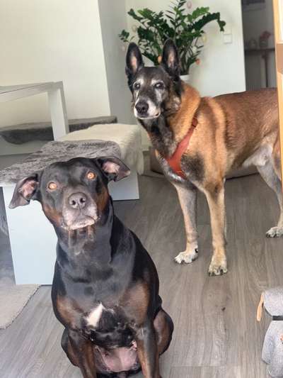 Wie kamst du zu deinem Hund?-Beitrag-Bild