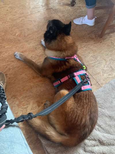 TierschutzhundeStammtisch🐕-Beitrag-Bild