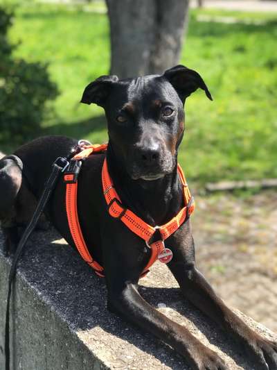 Mischlinge raten - Rätselspaß-Beitrag-Bild